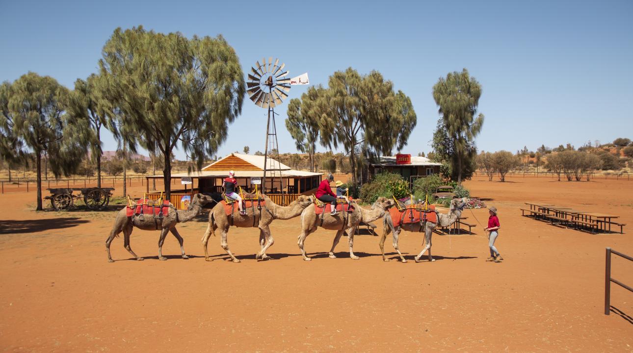 camels