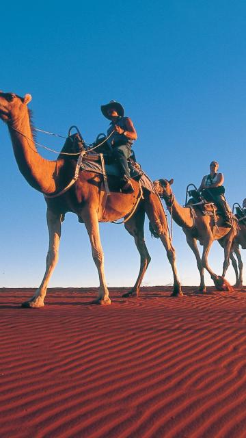 Camels at Ayers Rock Resort