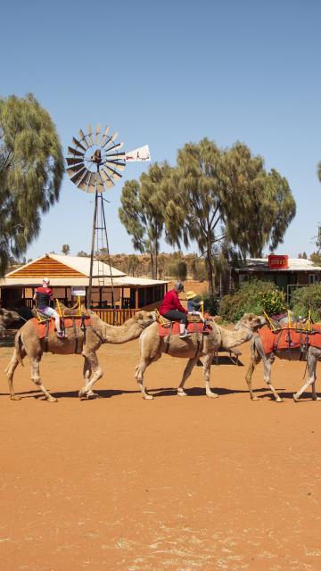 Guest riding camels