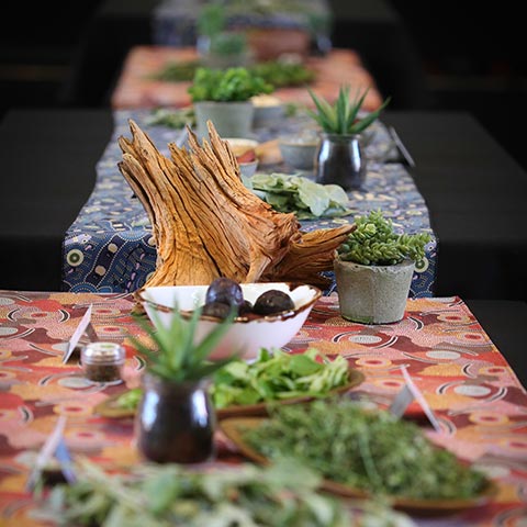 Uluru Feastival Masterclass Plants